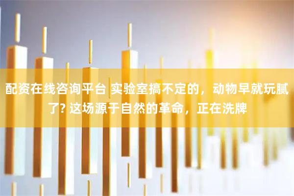 配资在线咨询平台 实验室搞不定的，动物早就玩腻了? 这场源于自然的革命，正在洗牌