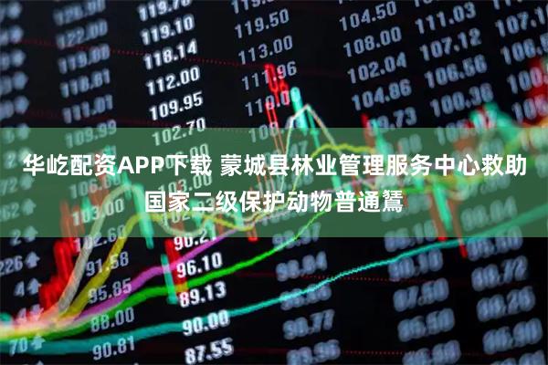 华屹配资APP下载 蒙城县林业管理服务中心救助国家二级保护动物普通鵟