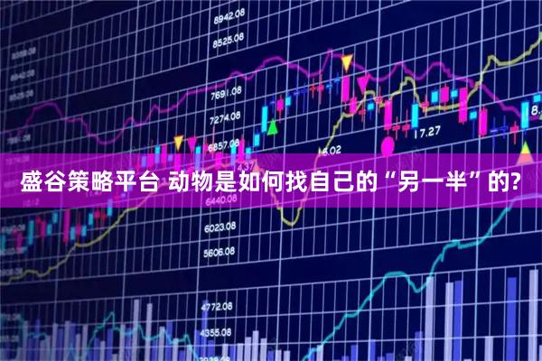 盛谷策略平台 动物是如何找自己的“另一半”的?